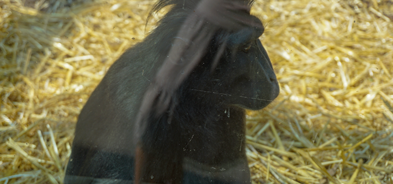 Neunkircher Zoo - Sozial Engagement mateco. Schopfaffe sitzt auf Heu 