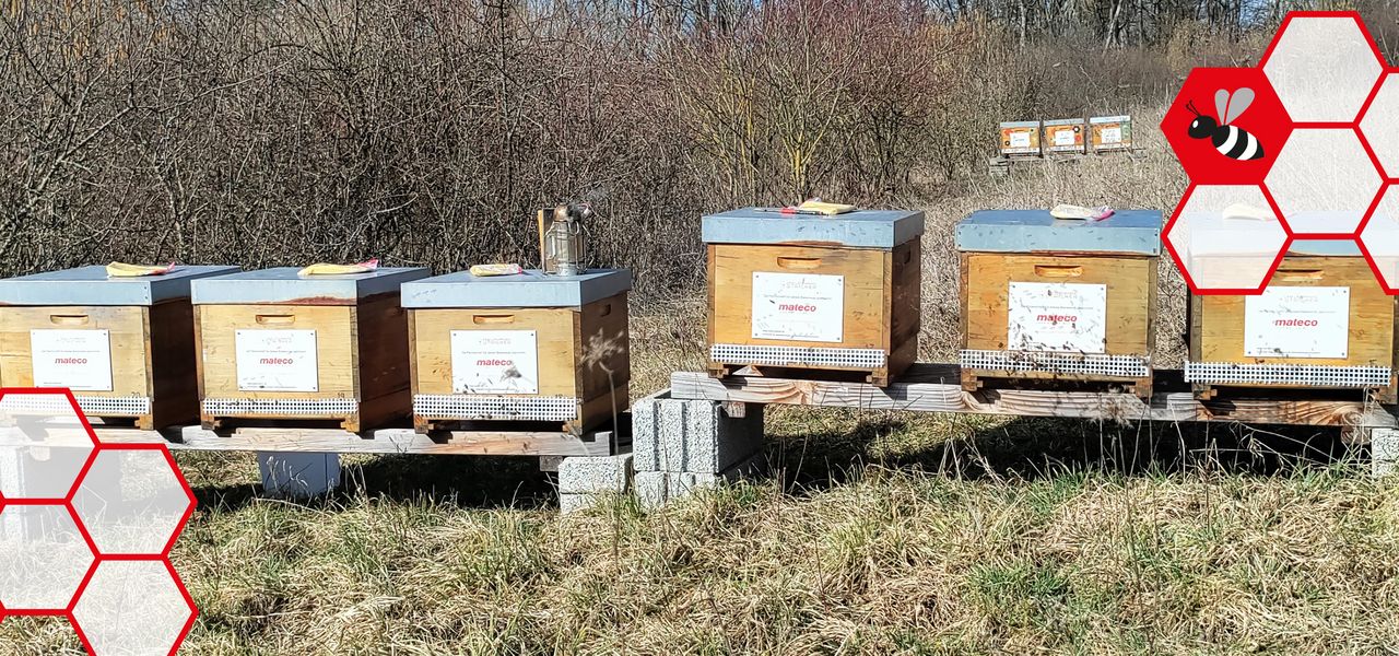Sechs Bienenstöcke