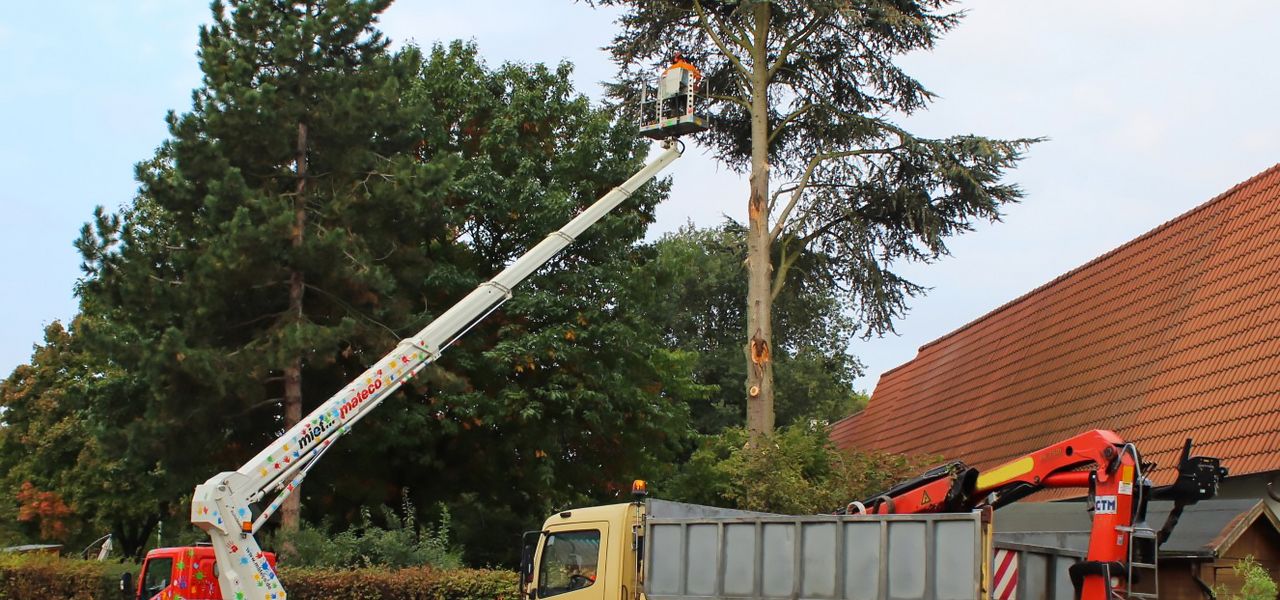 Nach einem Unwetter: Baumpfleger beim Fällen einer beschädigten Tanne im Garten der Protestantischen Kita in Mutterstadt – unterstützt von mateco