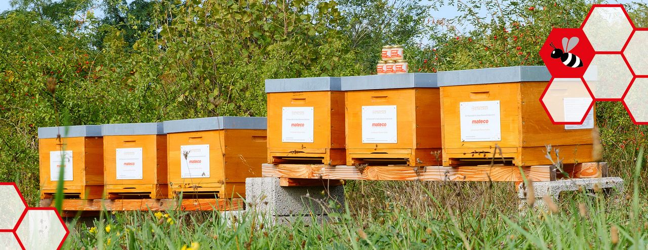 6 Bienenstämme auf einer Wiese
