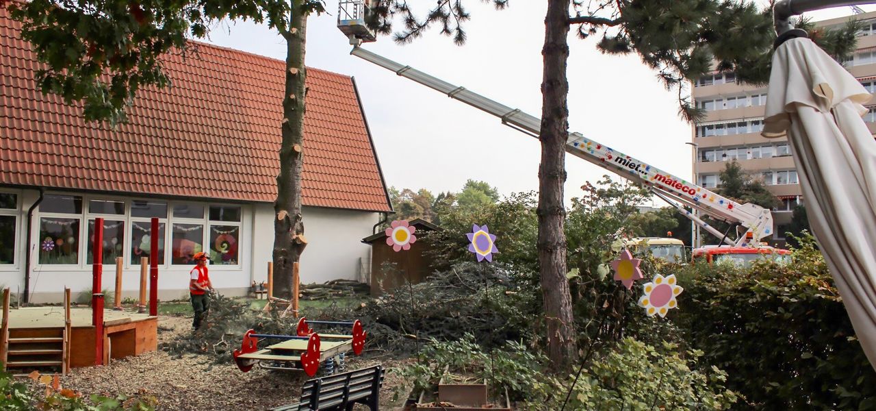 Soziales Engagement von mateco: Baumpfleger entfernen eine umgestürzte Tanne an der Protestantischen Kita in Mutterstadt