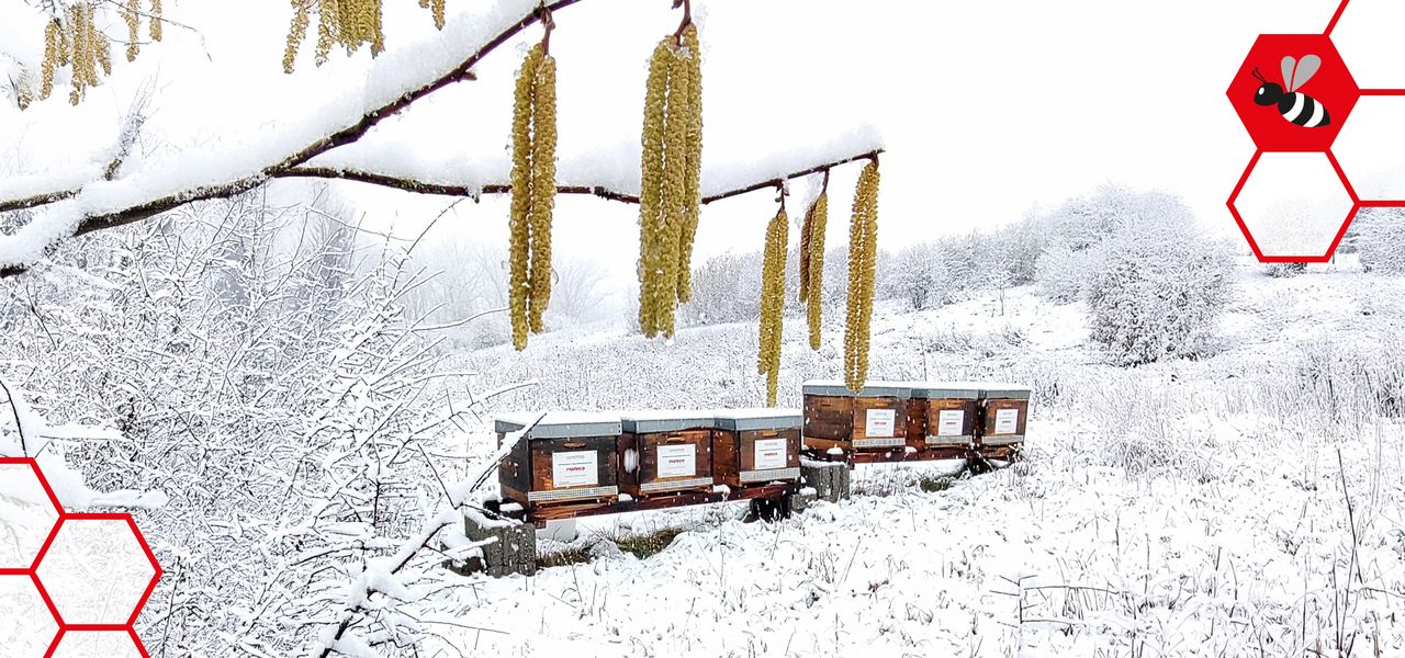 Bienenstöcke im Winter