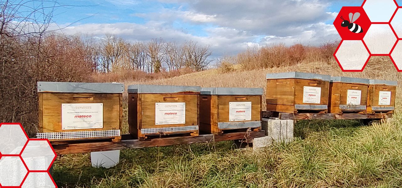Bienenstöcke auf der Wiese