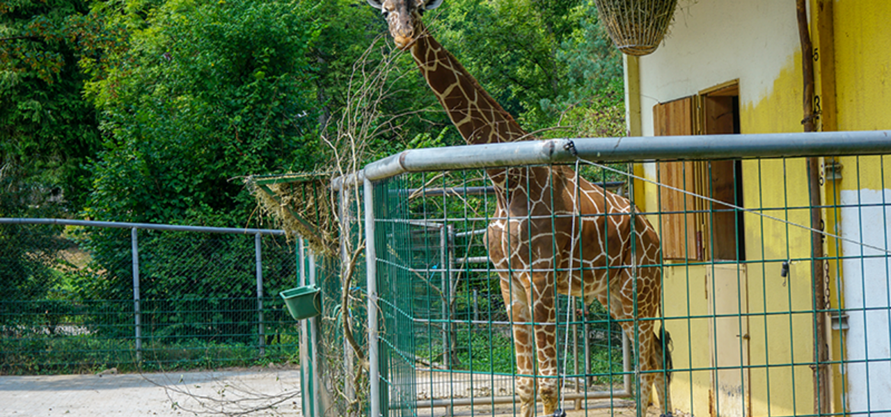 Neunkircher Zoo - Sozial Engagement mateco. Eine Giraffe im Gehege