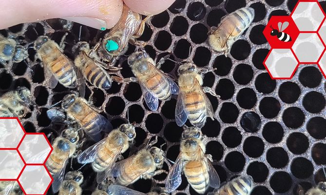 Steckkäfig für Bienenkönigin