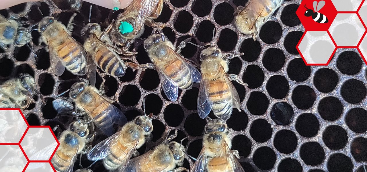 Steckkäfig für Bienenkönigin