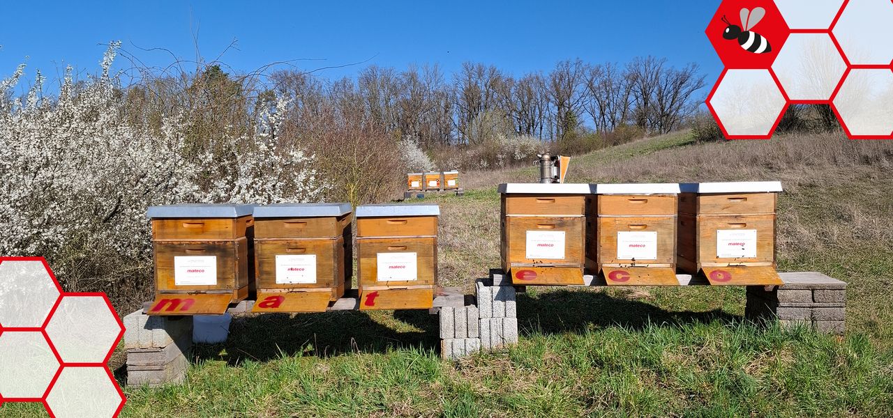 Bienenstöcke im Frühling