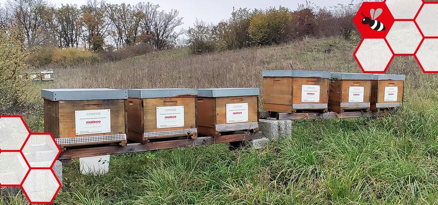Bienenstöcke in der Wiese