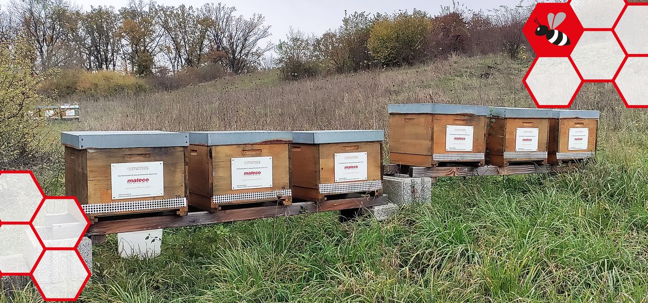 Bienenstöcke in der Wiese