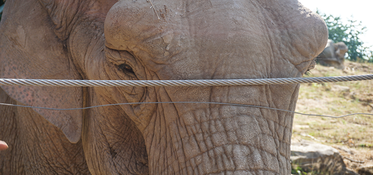 Neunkircher Zoo - Sozial Engagement mateco. Nahaufnahme von einem Elefant