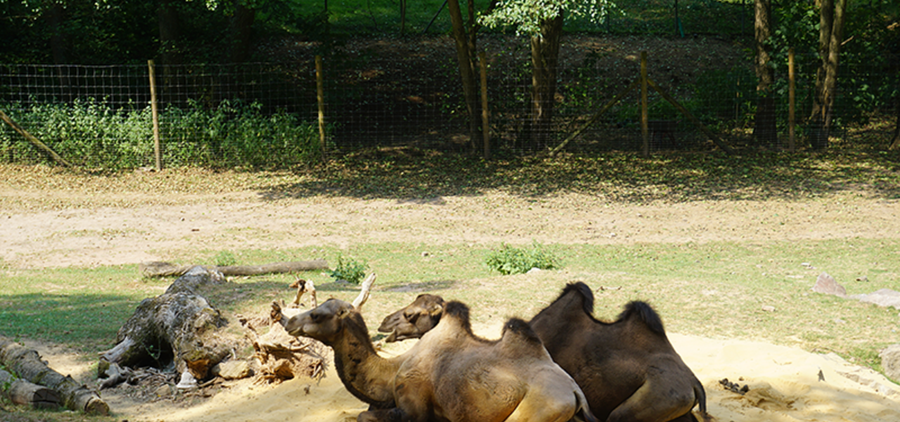 Neunkircher Zoo - Sozial Engagement mateco. 2 Kamele sitzen im Gehege. 