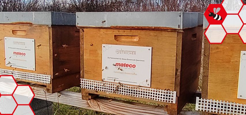 Bienenstock 