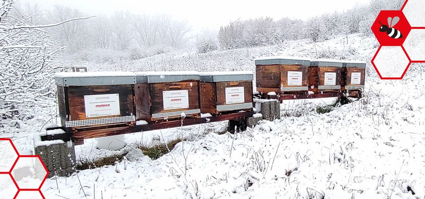 Bienenstöcke im Schnee