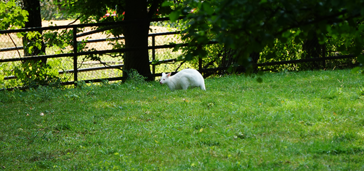 Neunkircher Zoo - Sozial Engagement mateco. Albino Känguru in Bewegung auf der Wiese