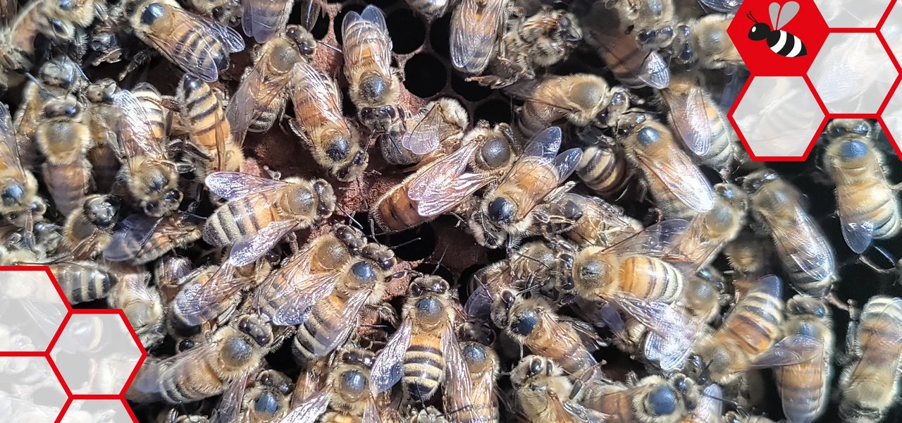 Bienen