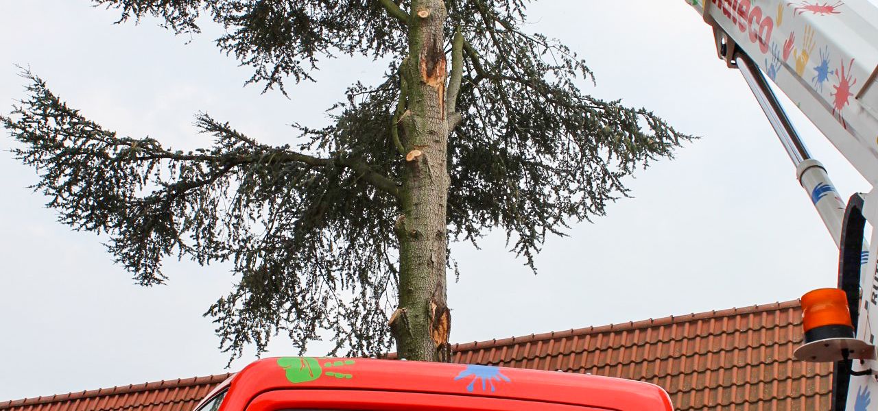 Nach Unwetterschäden: Baumpfleger beim Fällen einer Tanne an der Protestantischen Kita in Mutterstadt – ein mateco-Tappi-Einsatz