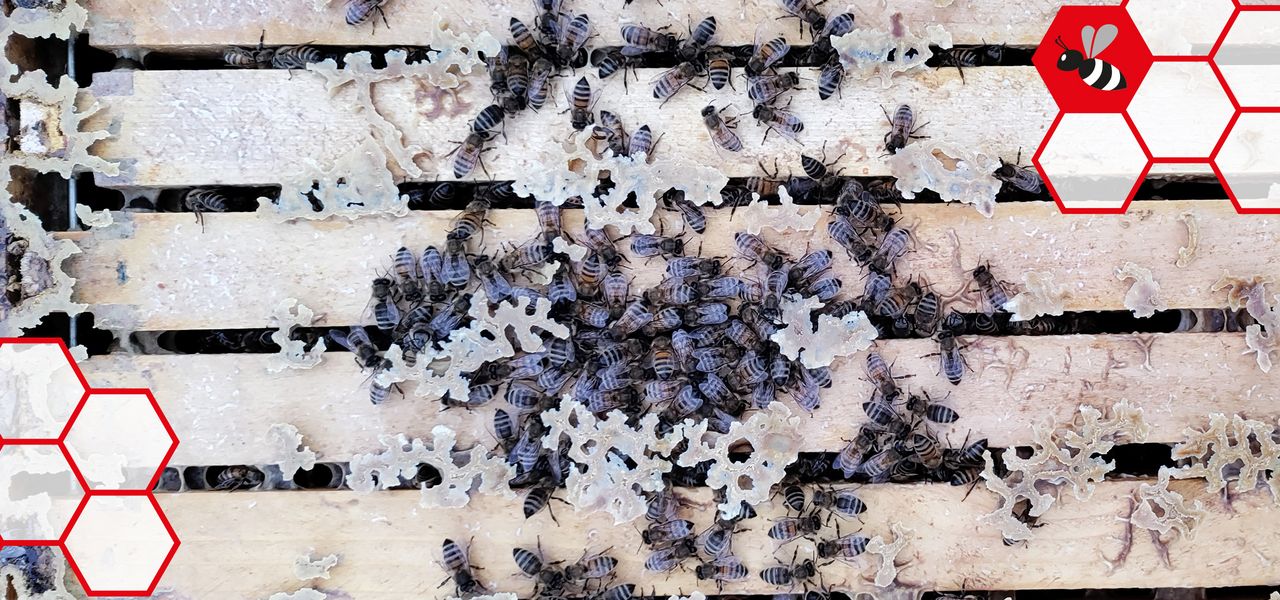 Bienenwaben
